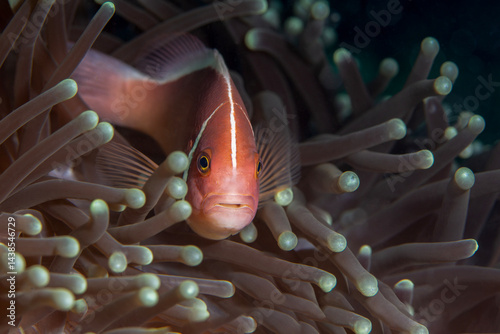 Pink Anemonefish (Amphiprion perideraion)/ Halsband Anemonenfisch. Photo was taken in Philippines