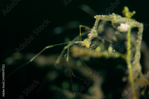 Fototapet Skeleton Shrimp (Caprella sp