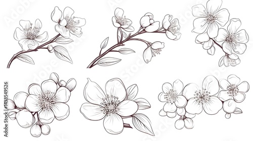 Botanical drawing print set of Hawthorn May birth flowers in a linear style