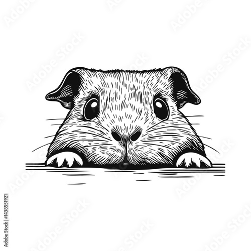 Guinea pig peeking out. Fluffy guinea pig with a sweet expression for coloring books, pet-themed designs, and creative projects