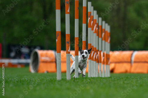 Photos little agility dog ​​running slalom