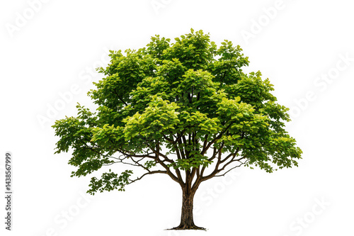 Oak Tree Isolated on White Background for Stock Photography