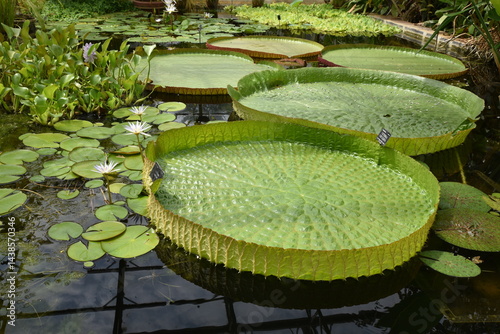 Nymphéa Victoria amazonica en été