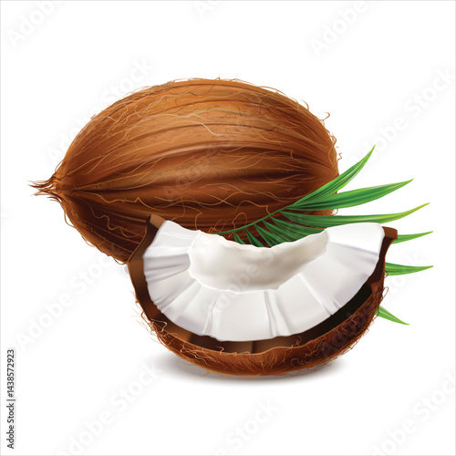 Realistic illustration of fresh coconut fruit isolated on white background