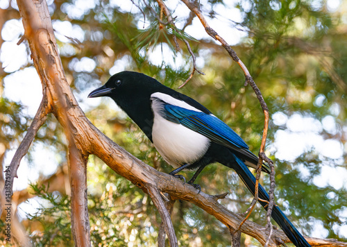 A Magpie bird perched on a Scots Pine branch in the Woods.