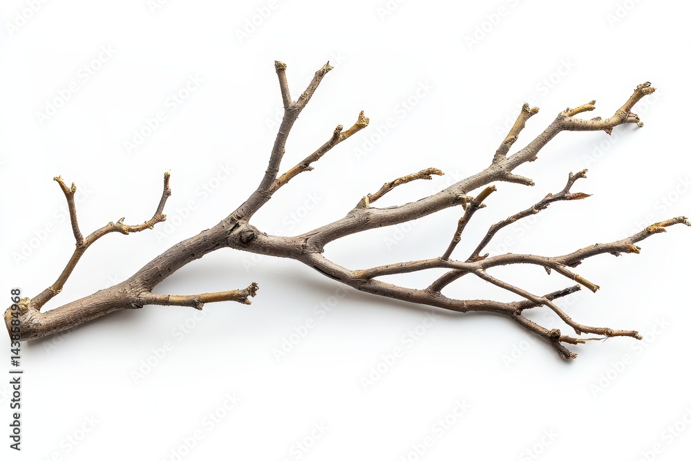A gnarled rustic branch rests against a stark white background showcasing its intricate texture and the beauty of natural forms in A gnarled rustic branch rests against a stark white background showcasing its intricate texture and the beauty of natural forms in