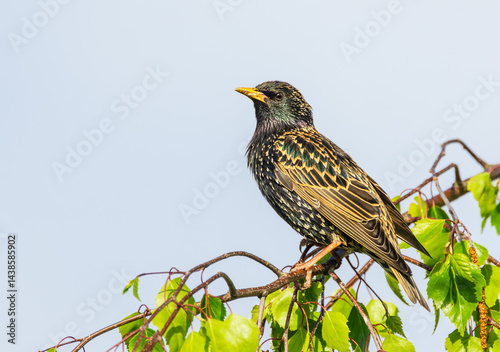 Starling, Scientific name: Sturnus vulgaris, perched on a weeping Silver Birch branch, facing  left with glossy feathers and head raised.  Clean background. Horizontal.  Copy space