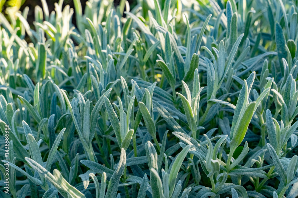 Obraz premium A dense patch of green narrow-leaved plants with fine hairs, creating a soft-textured effect. Sunlight enhances the vibrant tones and intricate foliage details in this serene natural setting.