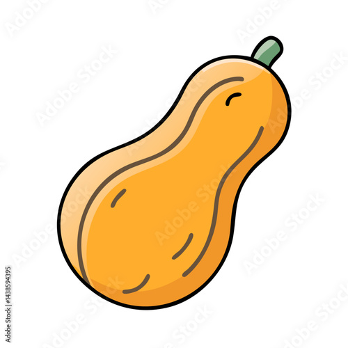 Isolated butternut squash vector illustration for fall harvest and thanksgiving designs ideas