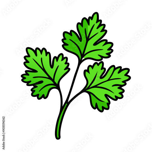 Fresh cilantro drawing vector illustration for cooking ingredient and culinary herb design needs