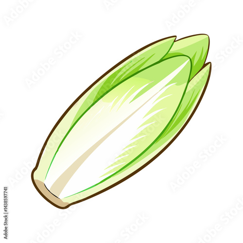 Illustration of fresh endive vegetable for healthy eating and culinary ingredient needs today