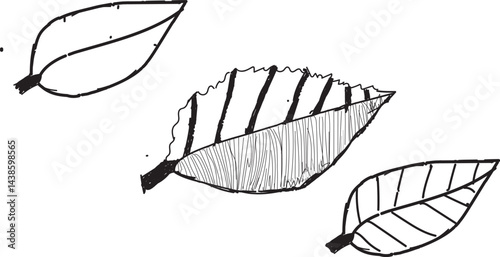3 fresh green leaves from a branch