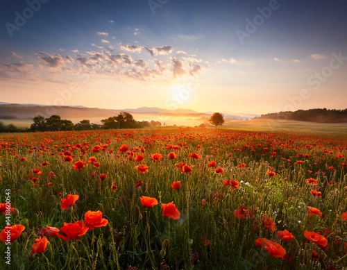 poppy field at sunrise in summer countryside