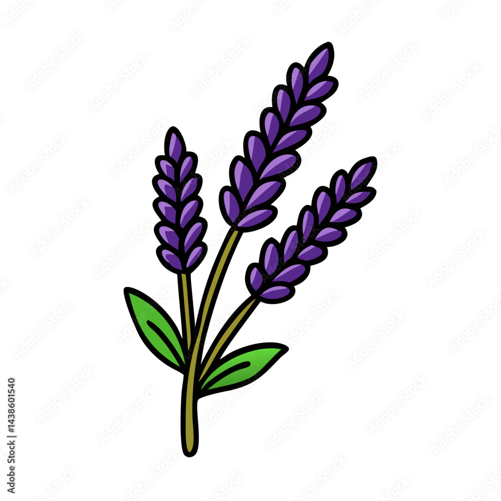 Obraz premium Lavender flower vector illustration aromatic plant purple lavender drawing lavender design graphic art floral herb garden nature bloom botanical lavender
