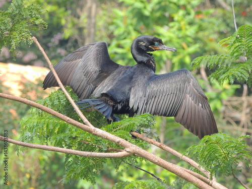 Neotropic Cormorants (Nannopterum brasilianus), with open wings.