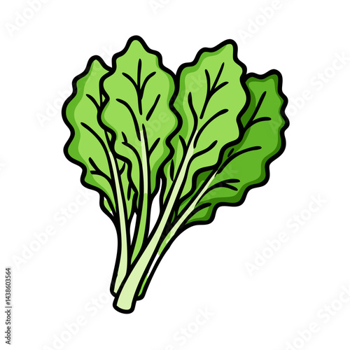Fresh green lettuce leaves vector illustration for healthy eating and salad ingredient design