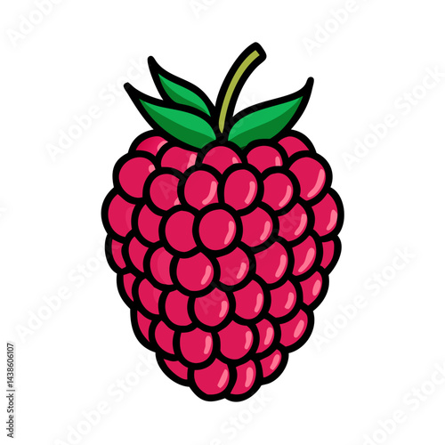 Illustration of a raspberry fruit, raspberry drawing, raspberry vector, summer raspberry fruit art image
