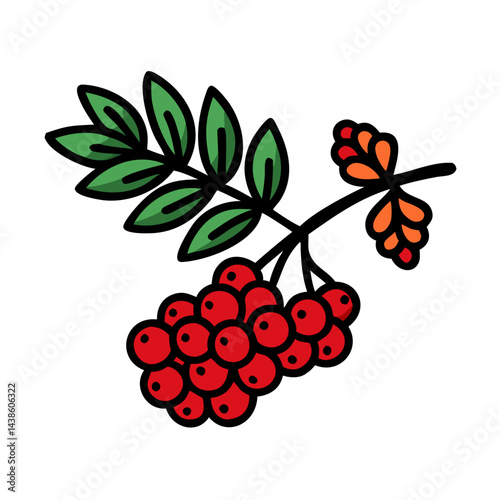 Rowan berries illustration with leaves and branches autumn harvest botanical drawing design element