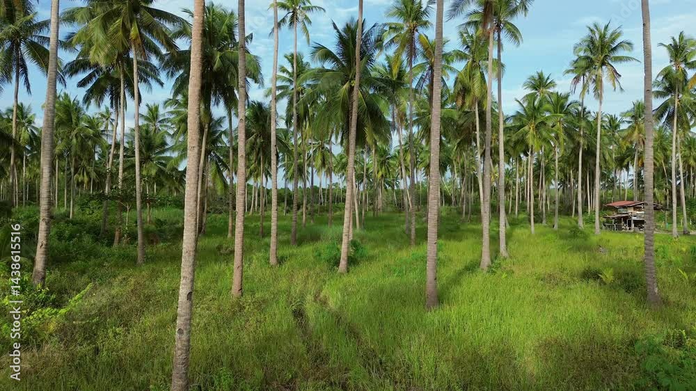 Moving between coconut palm trees on tropical island, 4k