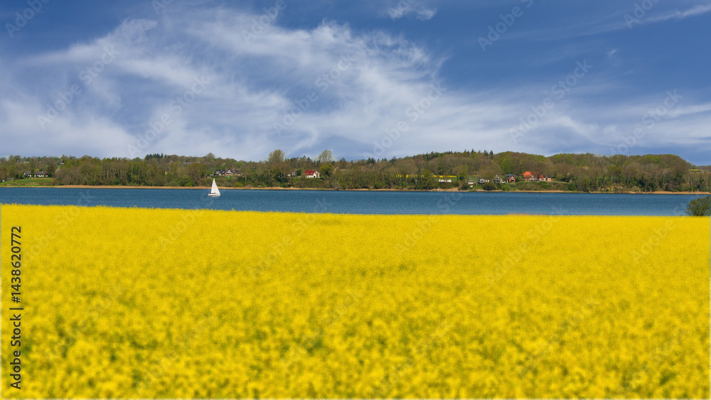 Fototapeta premium Rapsfeld an der Schlei
