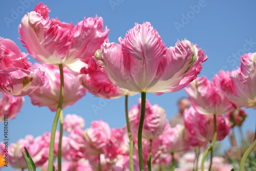 Pink and white frilled parrot Tulip, tulipa ‘Libretto Parrot’ in flower.