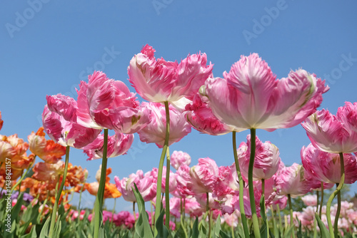 Pink and white frilled parrot Tulip, tulipa ‘Libretto Parrot’ in flower.