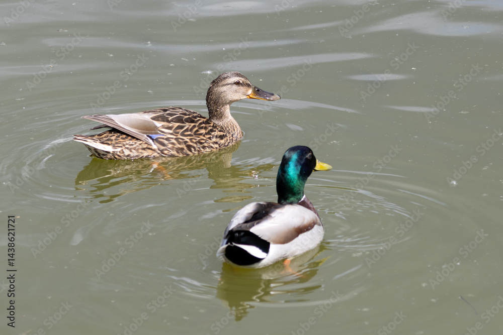 Wild mallard ducks, female and male, swimming together