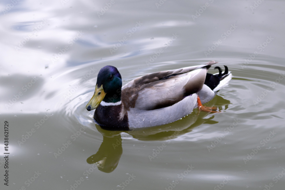 Wild mallard duck, male, swimming in the lake