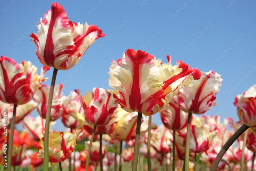 Obraz premium Red and yellow striped frilled parrot Tulip, tulipa ‘Flaming Parrot’ in flower.