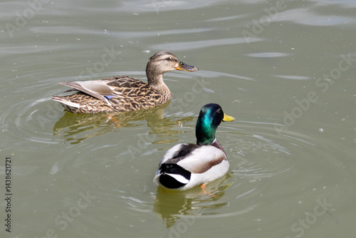 Obraz na płótnie Wild mallard ducks, female and male, swimming together w salonie