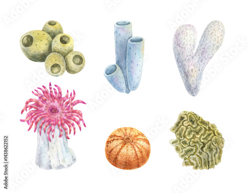 Set of algae, underwater plants in pink, purple and green, hand-drawn watercolor illustration. Corals and sea anemon.Coral Reef object, plant. Sea Life illustration. Hand drawn Marine element.