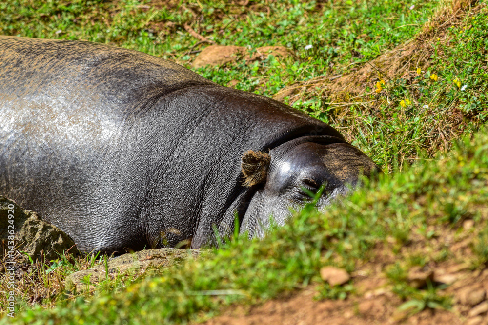 Fototapeta premium Hipopótamo descansando sobre la hierba