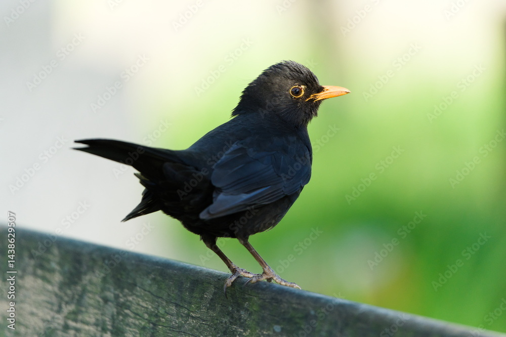 Eurasian blackbird aka the common blackbird or turdus merula male in evening sun. Isolated on blurred background. Eurasian blackbird aka the common blackbird or turdus merula male in evening sun. Isolated on blurred background.