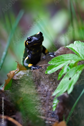 Rare spotted amphibian Salamandra salamandra aka fire salamander is crawling on the stone hidden in foliage during springtime. Nature of Czech republic. photo