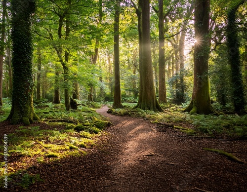 woodland walk in the new forest in hampshire england