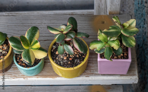 Lots of money trees - crassulas stand on a shelf. Interior with house plants