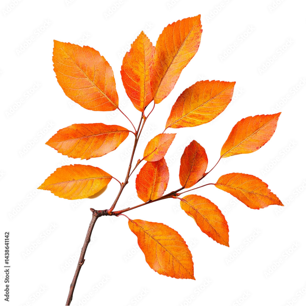 Naklejka premium Orange Autumn Leaves Branch isolated on transparent background