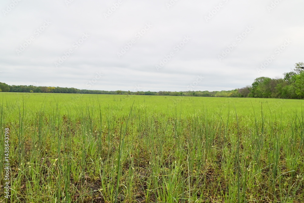 Fototapeta premium Field