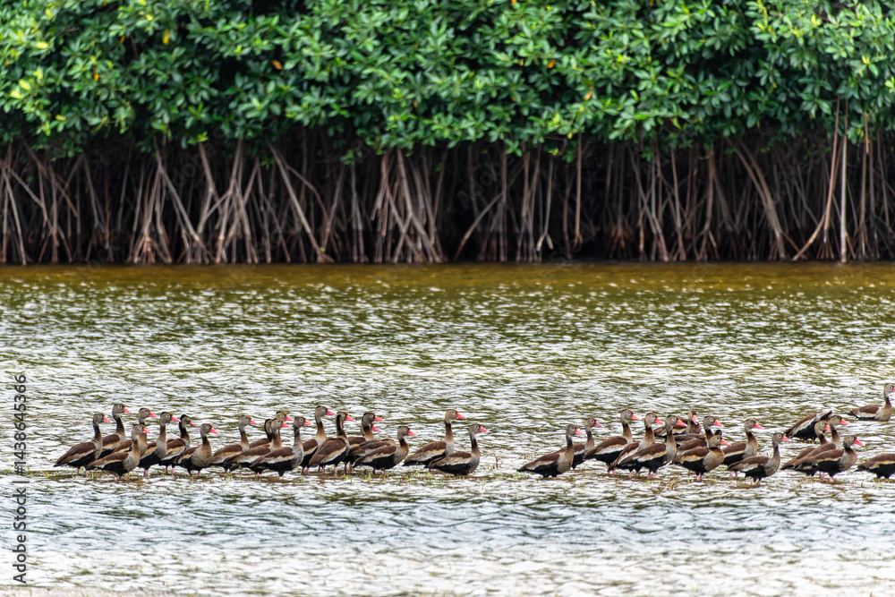 Black-bellied whistling ducks, Dendrocygna autumnalis at a rural property called Fazenda at Soure in Marajo Island, Brazil.