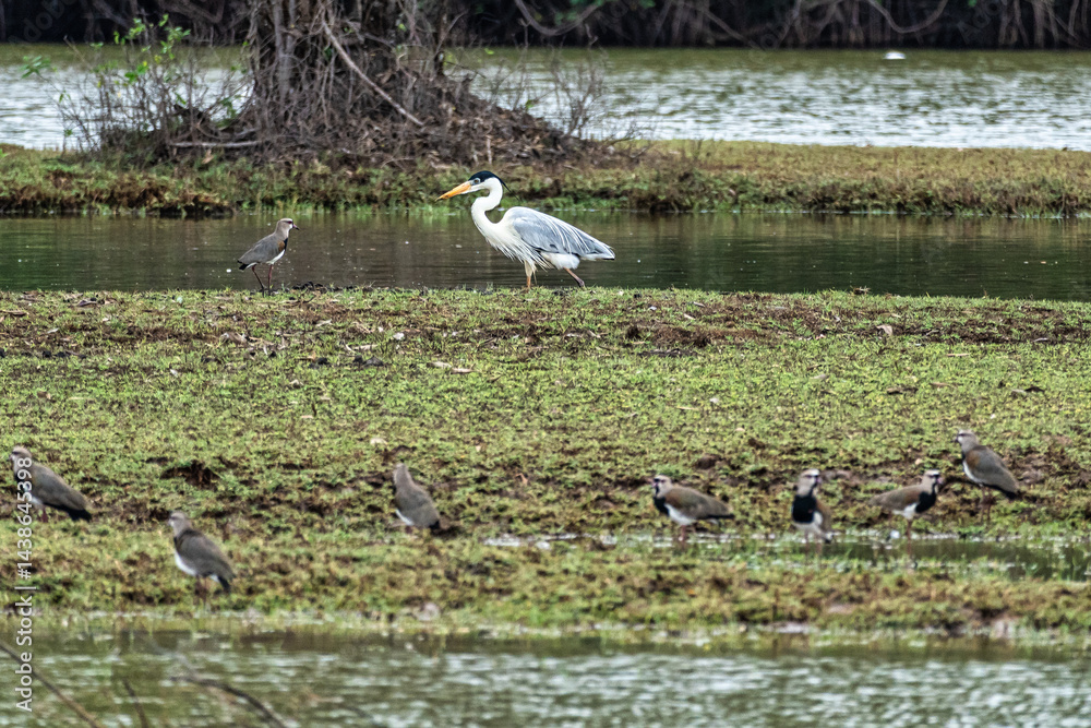 A Grey heron, Ardea cinerea at a rural property called Fazenda at Soure in Marajo Island, Brazil.