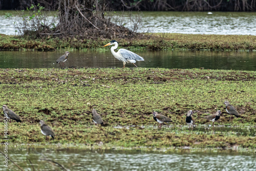 Obraz na płótnie A Grey heron, Ardea cinerea at a rural property called Fazenda at Soure in Marajo Island, Brazil. w salonie