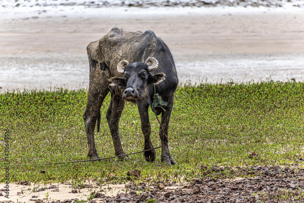 Water Buffalos at a rural property called Fazenda at Soure in Marajo Island, Brazil.
