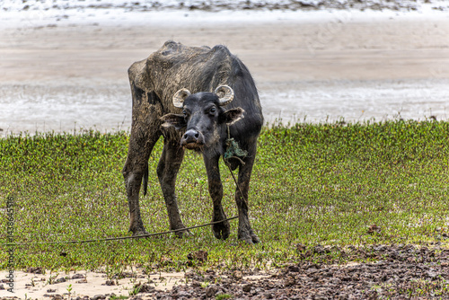 Obraz na płótnie Water Buffalos at a rural property called Fazenda at Soure in Marajo Island, Brazil. w salonie