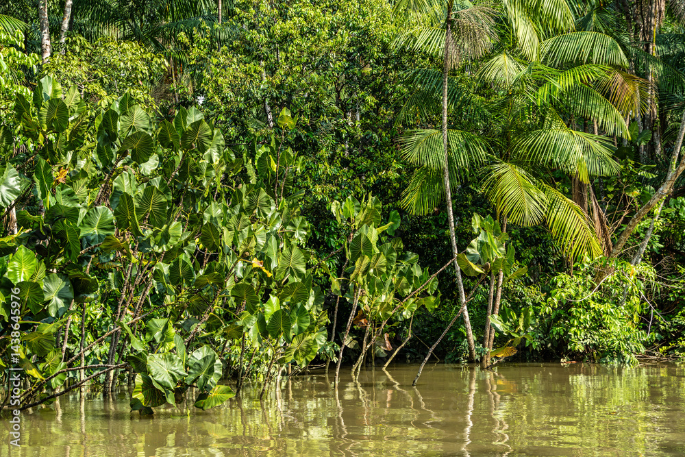 River boat tour on the Guama River at Belem do Para, a city on the north area of Brazil.