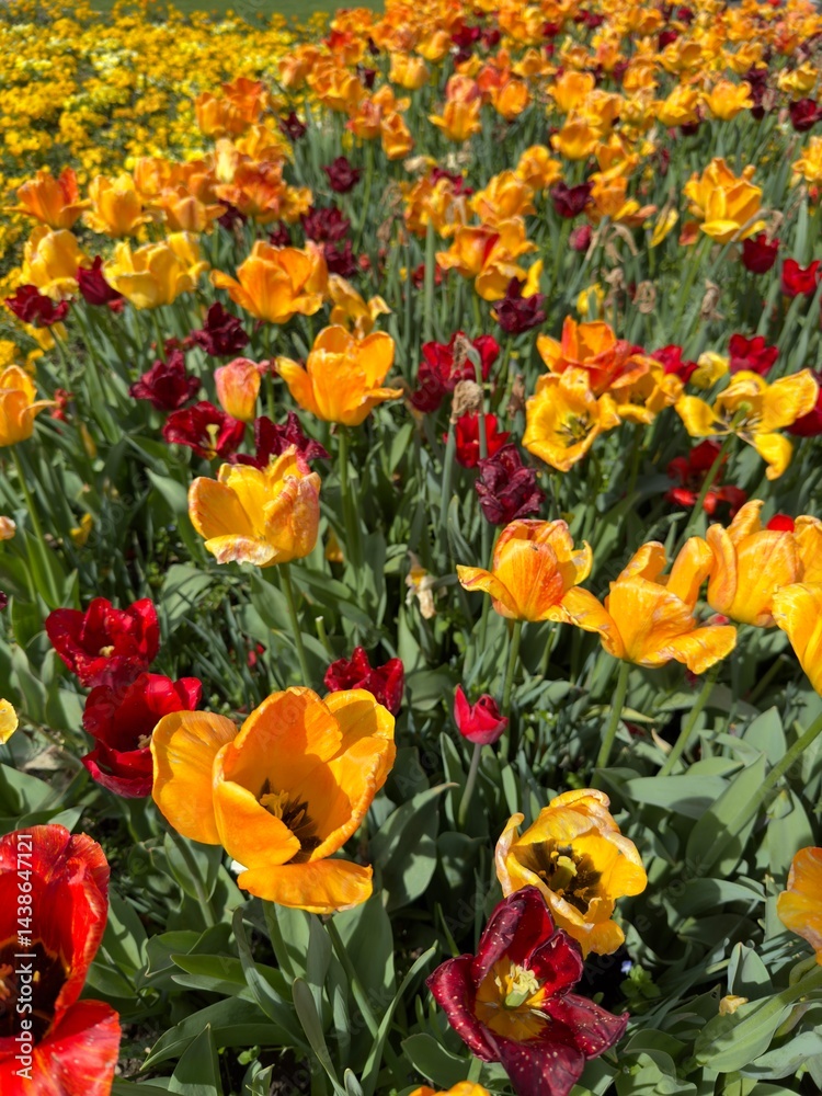 Blooming Yellow and Red Tulips in Spring Garden Blooming Yellow and Red Tulips in Spring Garden