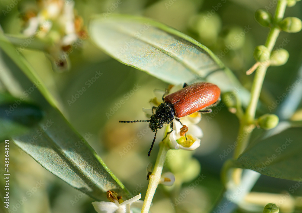 Red-winged blood beetle on a green leaf, macro shot