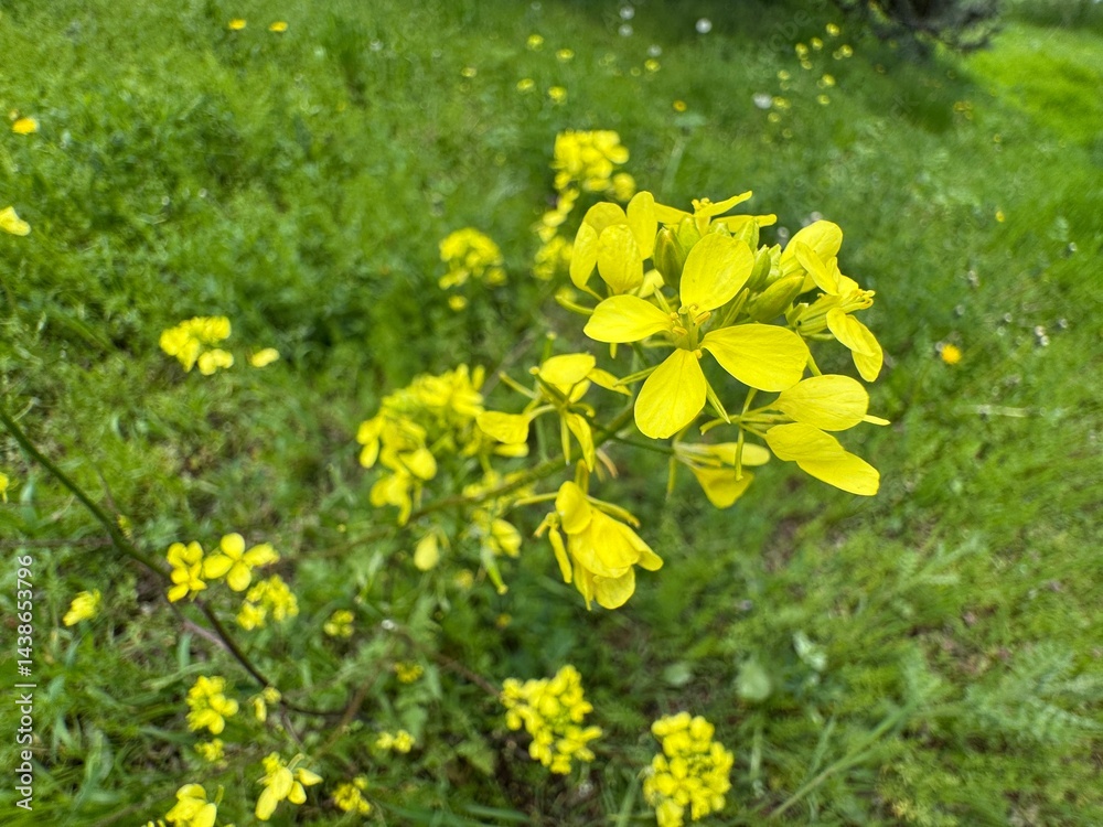 Fototapeta premium Close-up of the bright yellow flowers of Sinapis arvensis. Rhamphospermum arvense, (syns. Brassica arvensis, Sinapis arvensis) the charlock mustard, field mustard, or just charlock. 