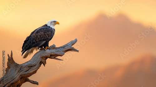   Bald Eagle on Dead Tree Branch