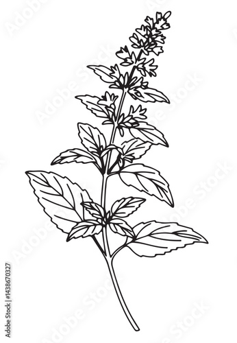 Lemon balm outline illustration with leaves and flowers on a white background