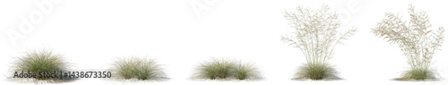 Set of Deschampsia cespitosa (commonly known as tufted hairgrass or tussock grass) isolated frontal png on a transparent background perfectly cutout